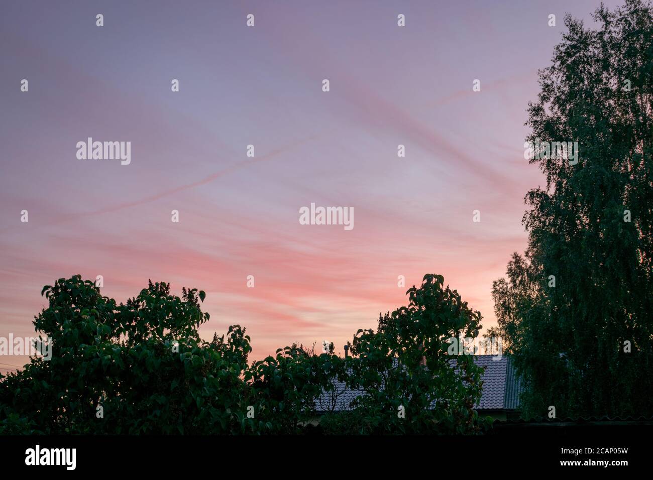 colorful sunset skies and black tree silhouettes, summer time Stock ...