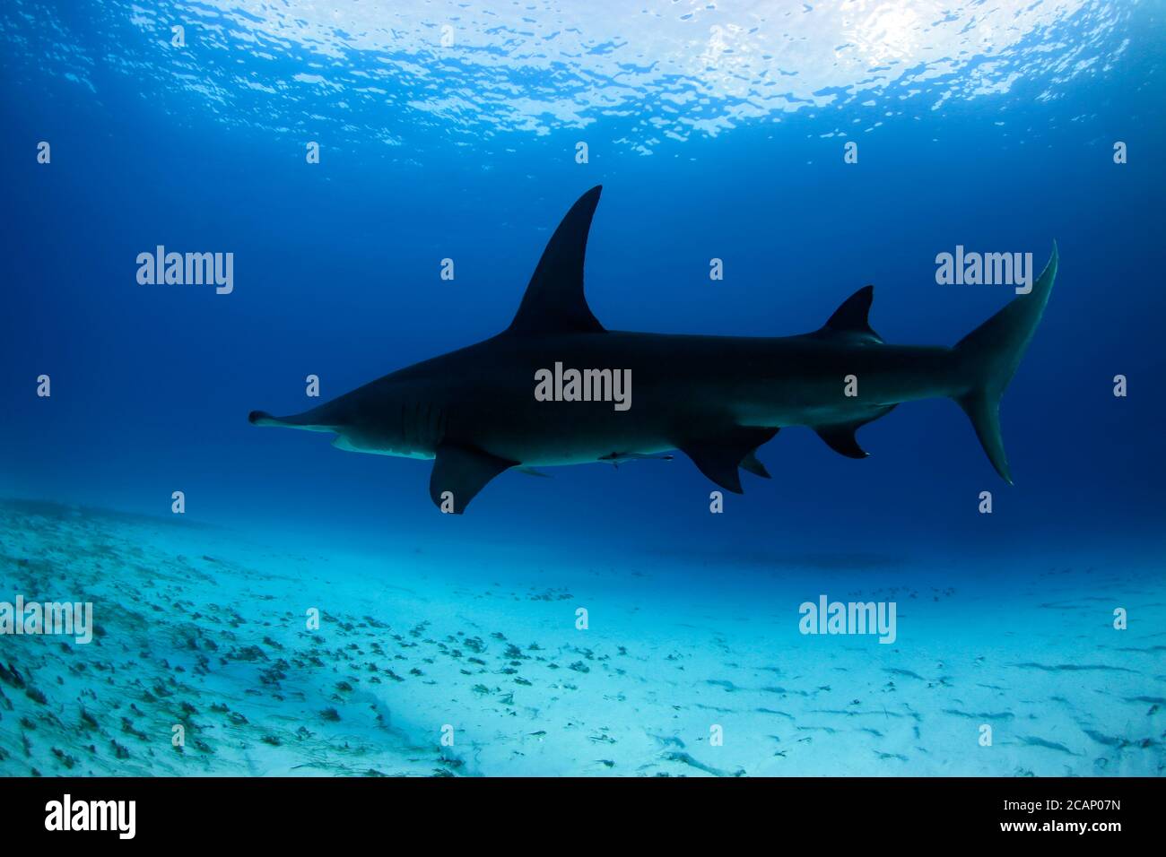 Great Hammerhead Shark (Sphyrna mokarran) between Surface and Sand Bottom. Tiger Beach, Bahamas Stock Photo