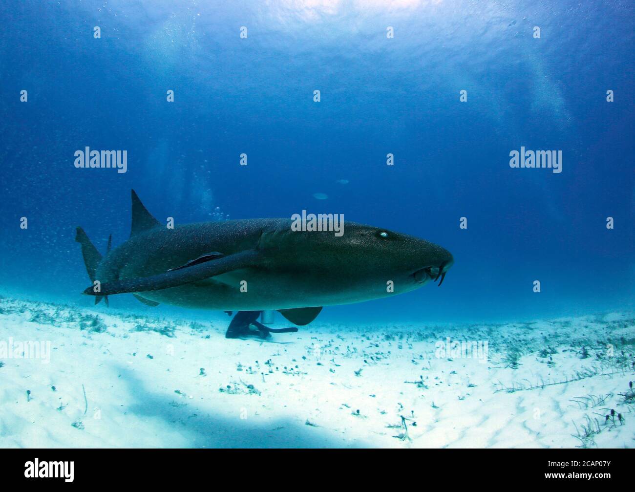 Nurse Shark (Ginglymostoma cirratum) Swimming by Closely. Bimini, Bahamas Stock Photo