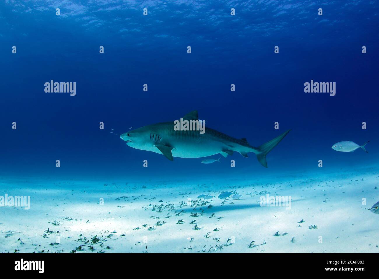 Large Tiger Shark over Sand Bottom. Tiger Beach, Bahamas Stock Photo ...