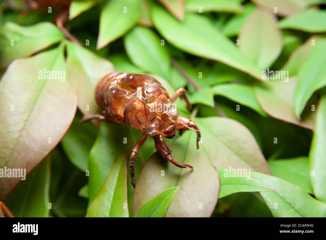 Cicada shell isolated on green leaves background. Top view. Stock Photo