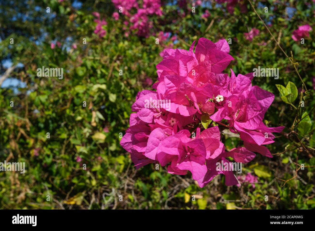 Pink flowers of the Bougainvillea spectabilis in Darwin australia. Stock Photo