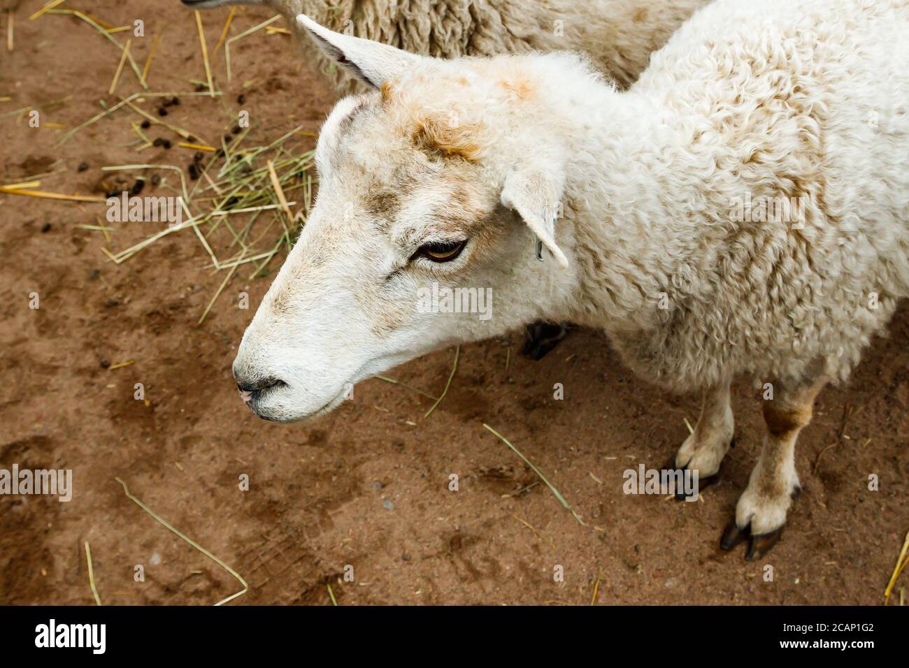 White sheep in the farm at summer Stock Photo