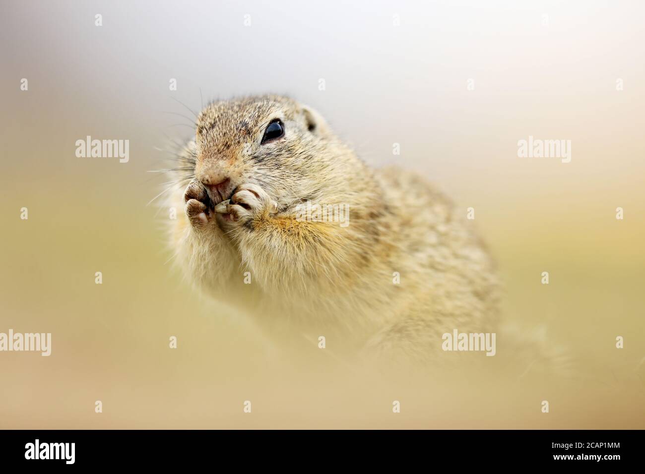Ground Squirrel, Spermophilus citellus,eating seeds and  sitting in the grass during late summer afternoon, detail animal portrait, Czech Republic, Eu Stock Photo
