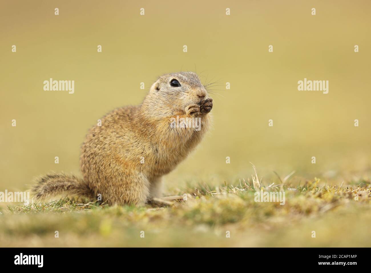 European Ground Squirrel, Spermophilus citellus, sitting in the grass during summer, detail animal portrait, Czech Republic Stock Photo