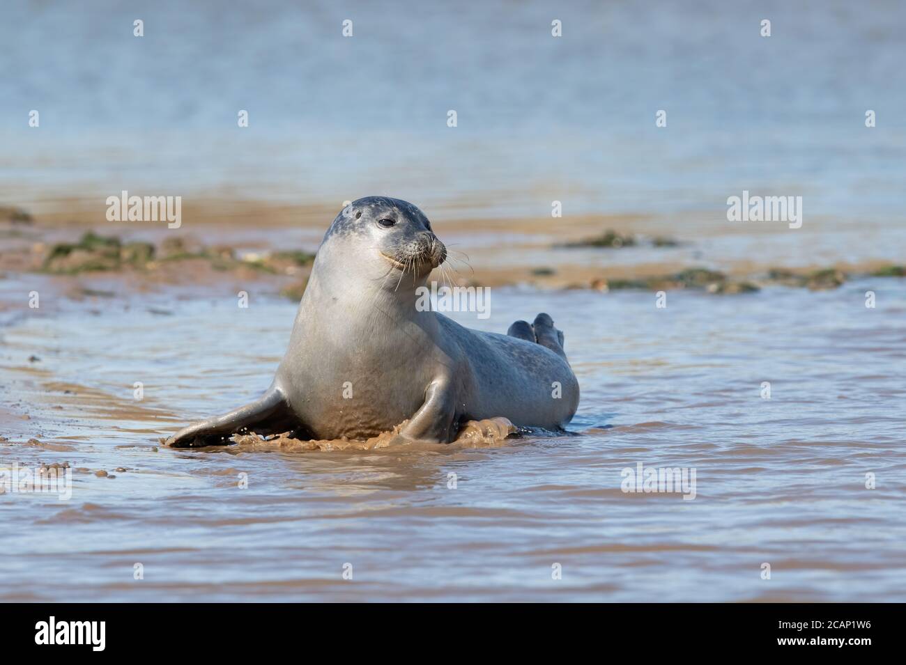 Playful Harbour Seal (Phoca vitulina) on the Norfolk coast Stock Photo