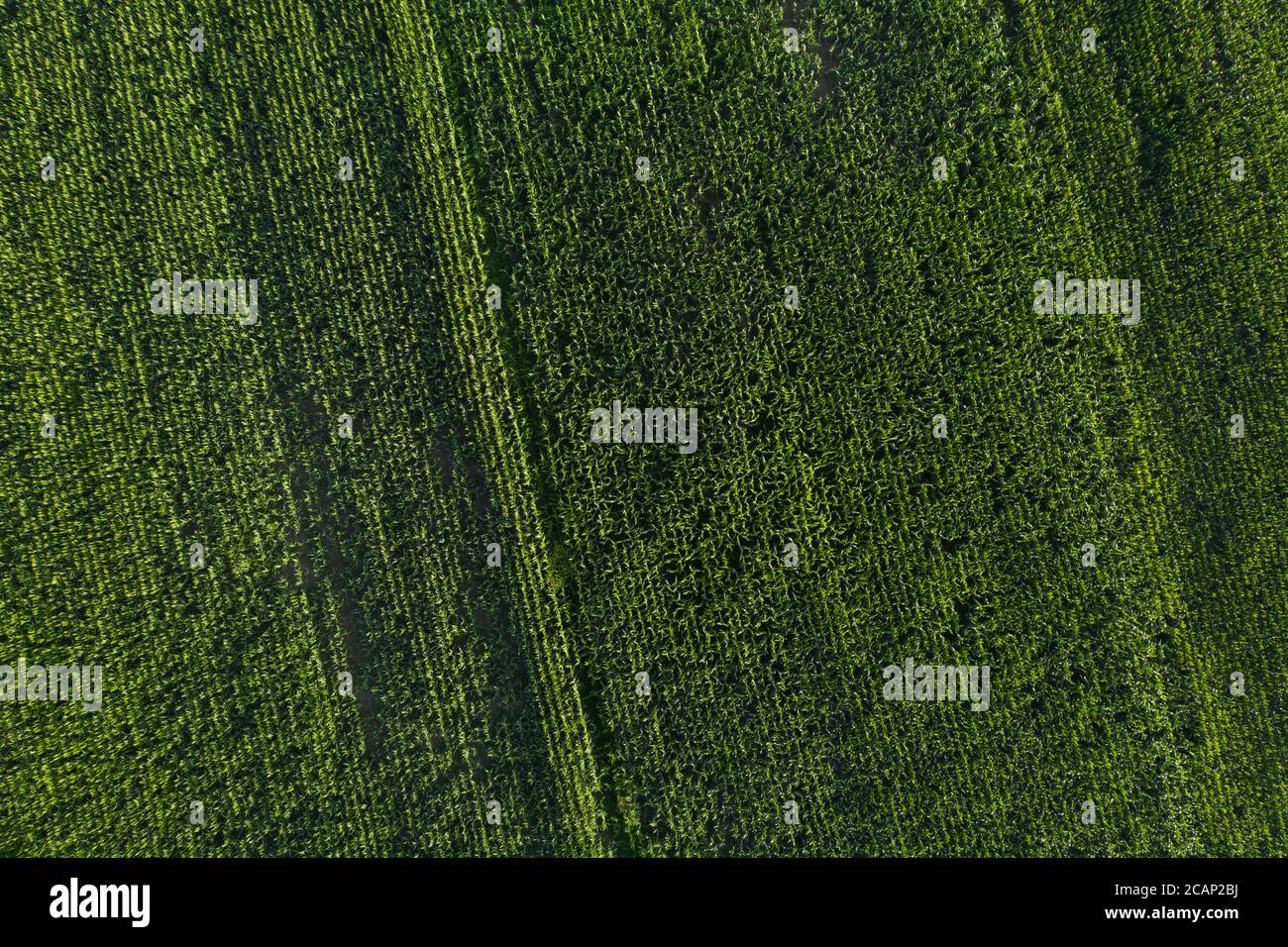 Green abstract image of diagonal lines from different crops in field ...