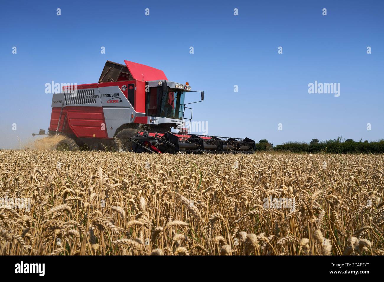 Low point of view image of a red Massey Ferguson combine harvester harvesting a Lincolnshire field of winter wheat Triticum aestivum in August Stock Photo