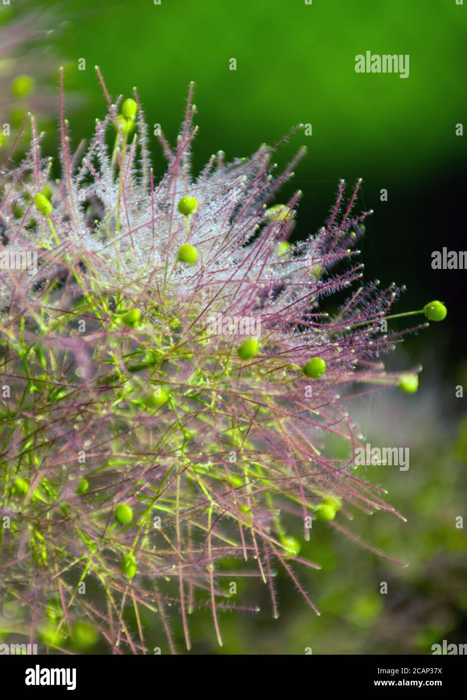 beautiful pink European Smoketree (Cotinus coggygria) flower fragment ...