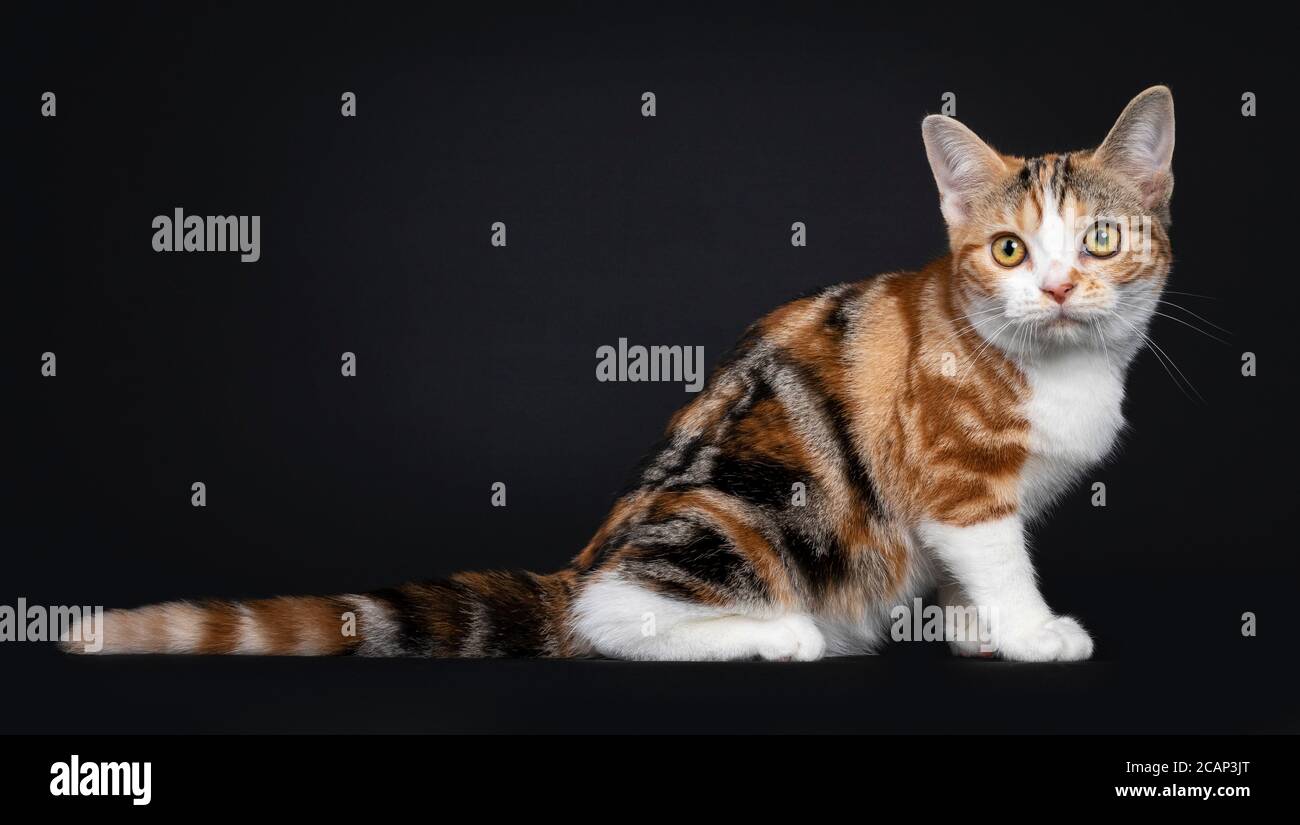 Pretty American Shorthair cat kitten with amazing pattern, sitting side ways. Looking beside camera with yellow eyes. Isolated on black background. Stock Photo