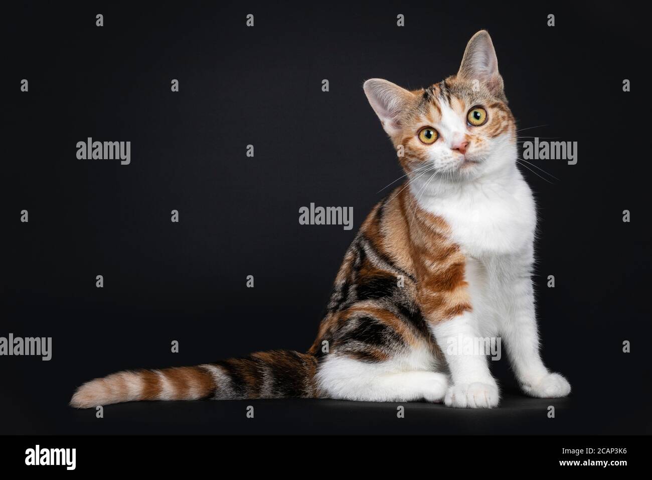 Pretty American Shorthair cat kitten with amazing pattern, sitting side ways. Looking straight at camera with yellow eyes. Isolated on black backgroun Stock Photo