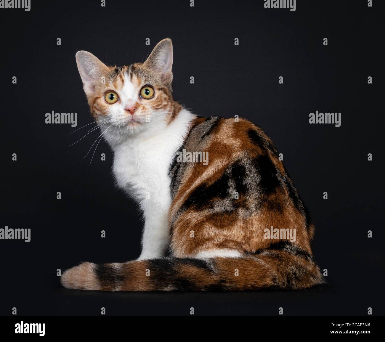 Pretty American Shorthair cat kitten with amazing pattern, sitting backwards. Looking over shoulder straight at camera with yellow eyes. Isolated on b Stock Photo