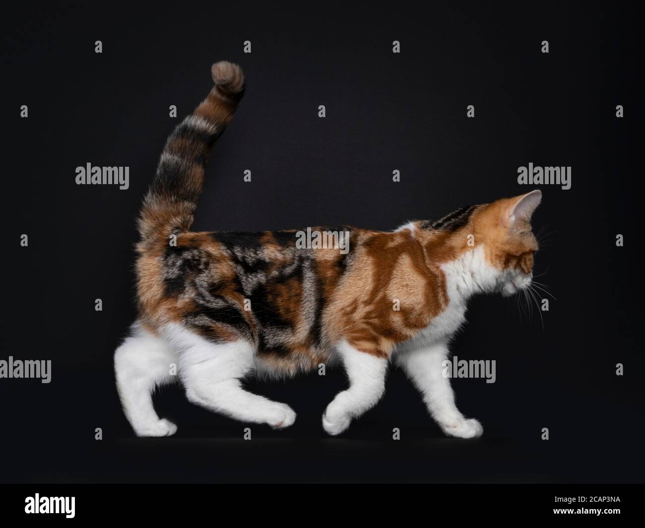 Pretty American Shorthair cat kitten with amazing pattern, walking side ways. Looking straight ahead with yellow eyes. Isolated on black background. Stock Photo