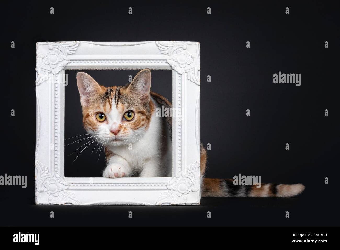 Pretty American Shorthair cat kitten with amazing pattern, stepping through white photo frame. Looking straight at camera with yellow eyes. Isolated o Stock Photo