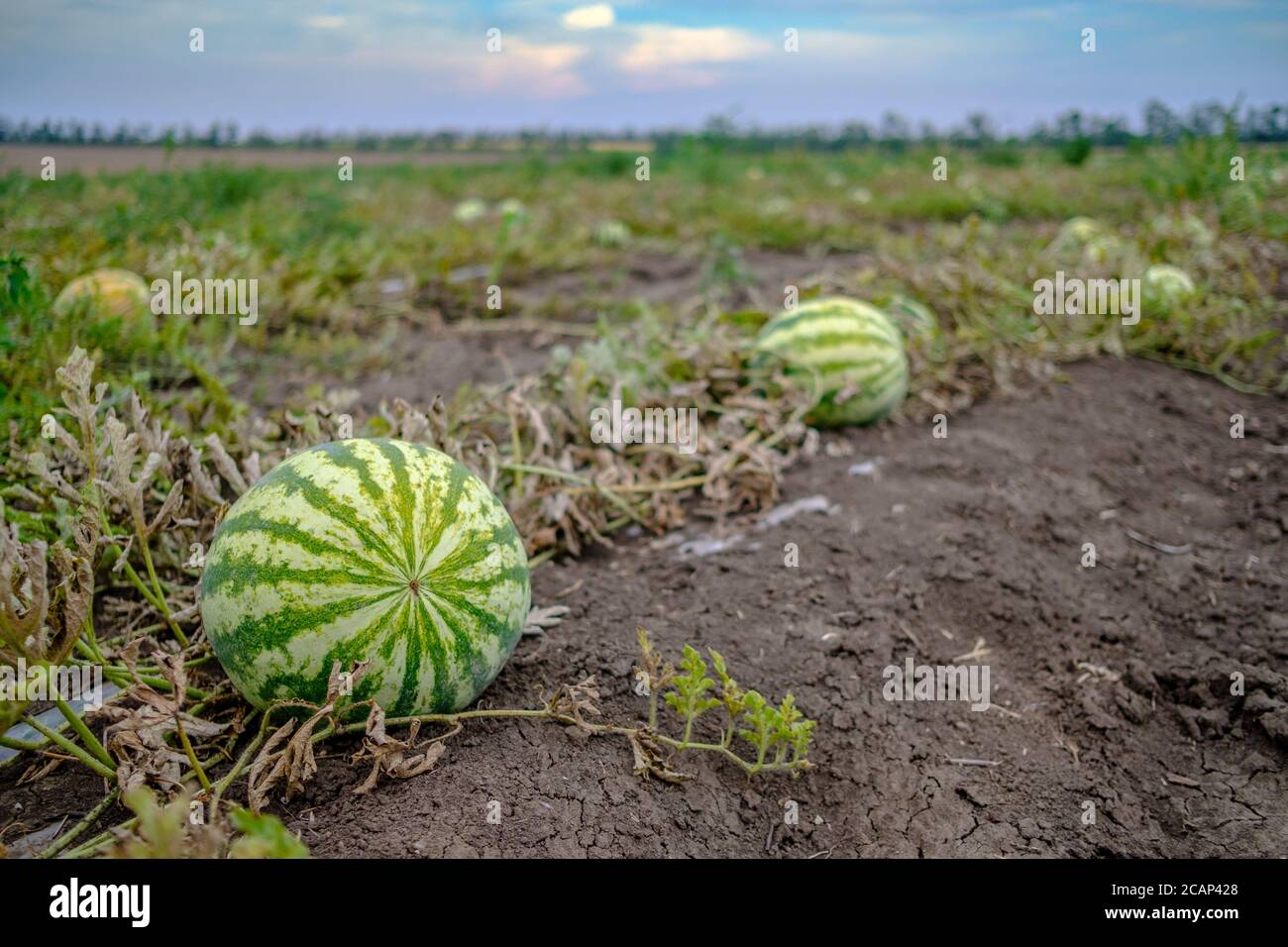 Melon ripening on garden soil hi-res stock photography and images - Alamy