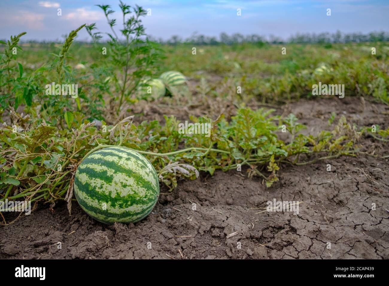 Melon ripening on soil hi-res stock photography and images - Alamy
