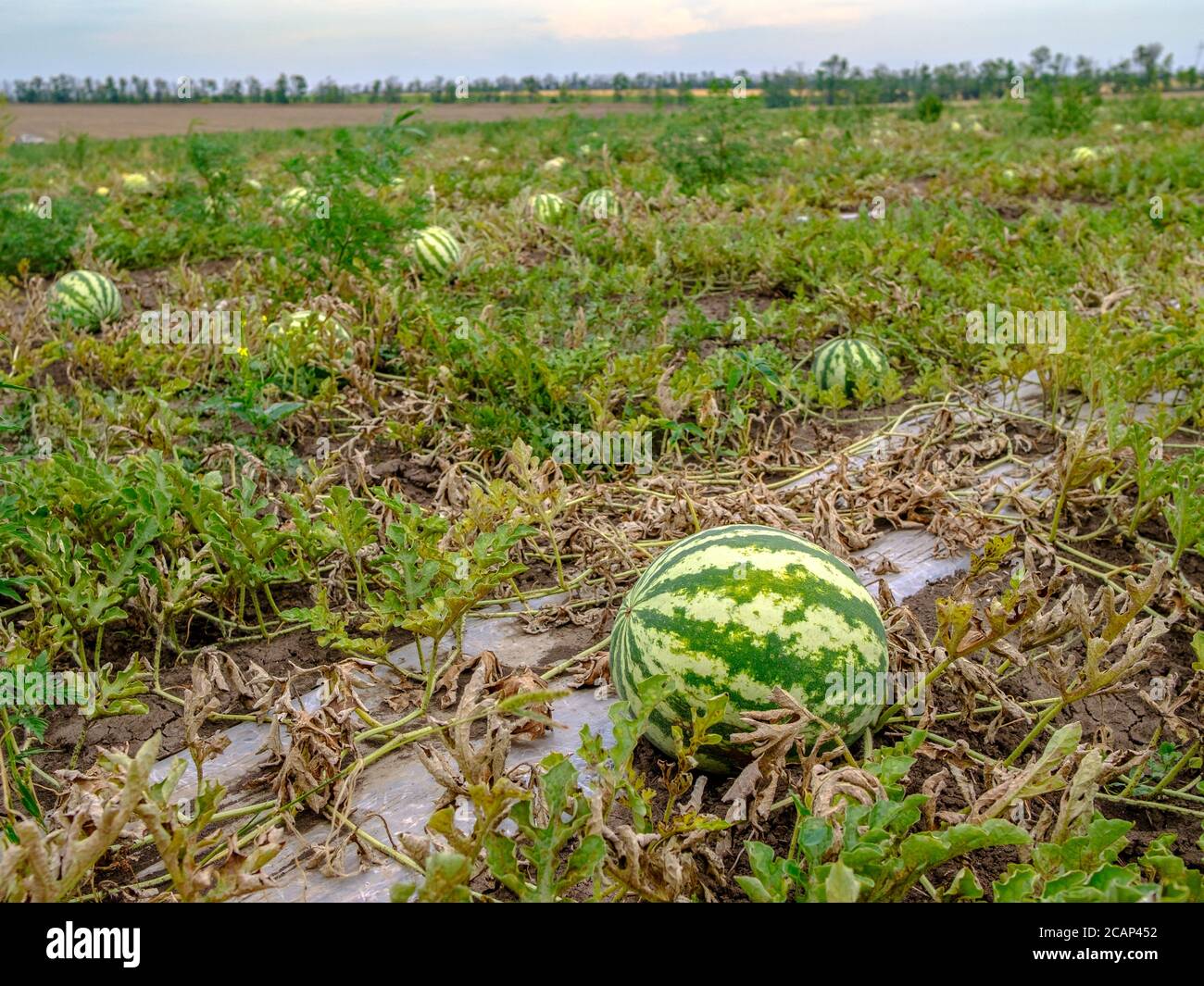 Melon ripening on garden soil hi-res stock photography and images - Alamy
