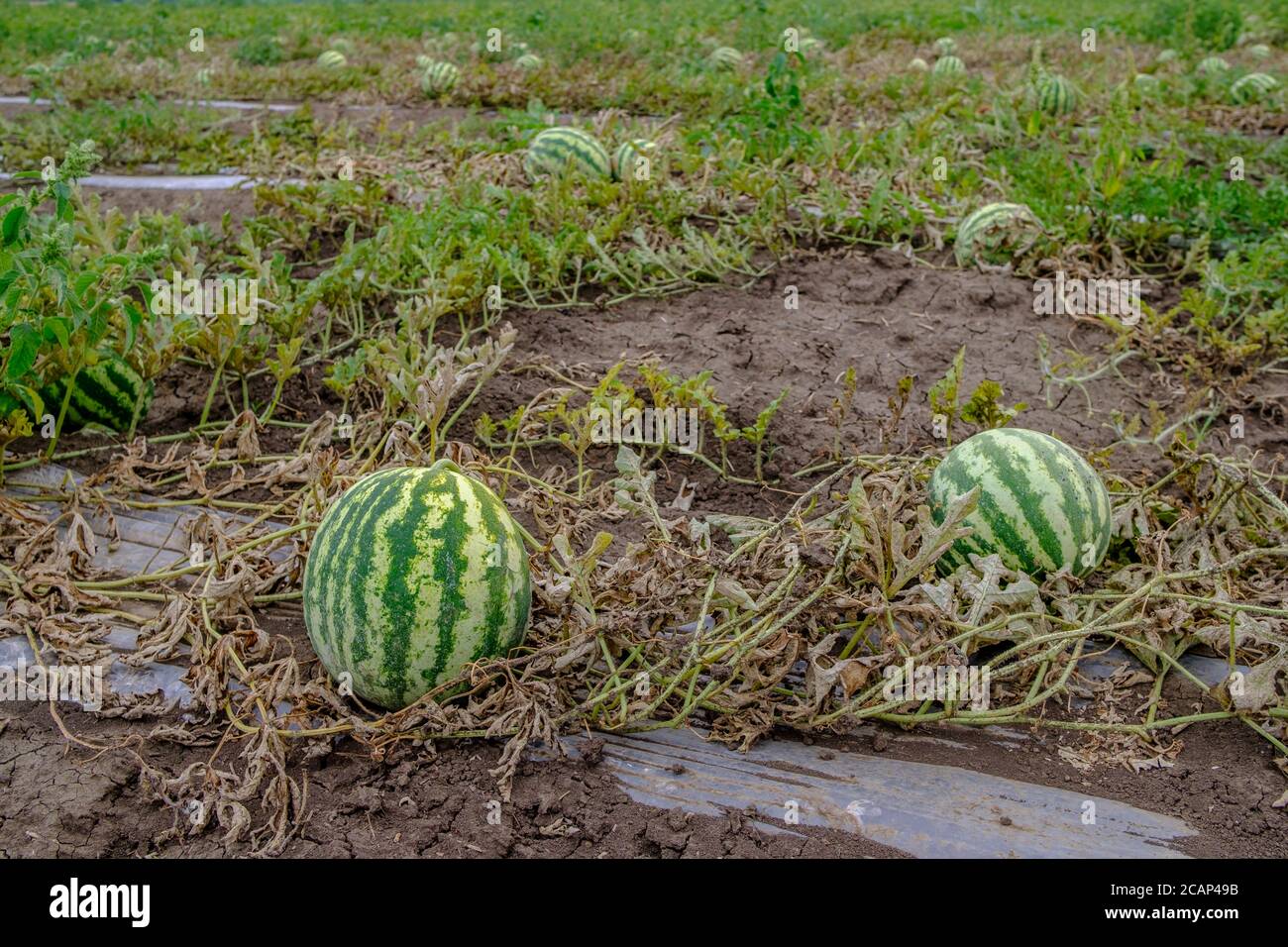 Melon ripening on garden soil hi-res stock photography and images - Alamy