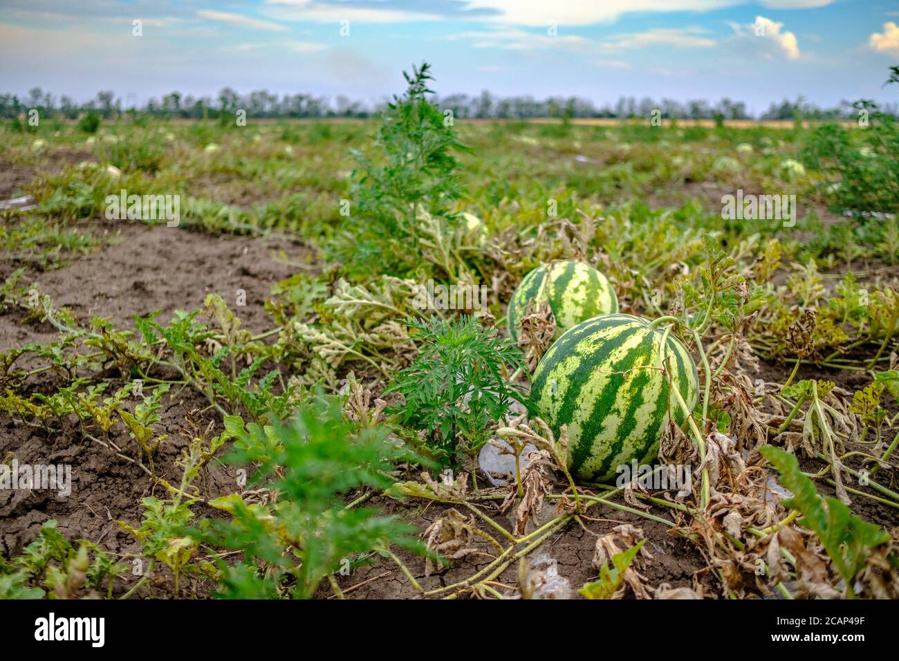 Melon ripening on garden soil hi-res stock photography and images - Alamy