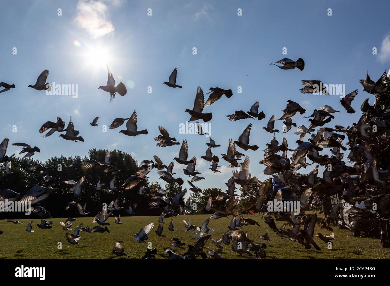 Racing Pigeon Uk High Resolution Stock Photography and Images Alamy