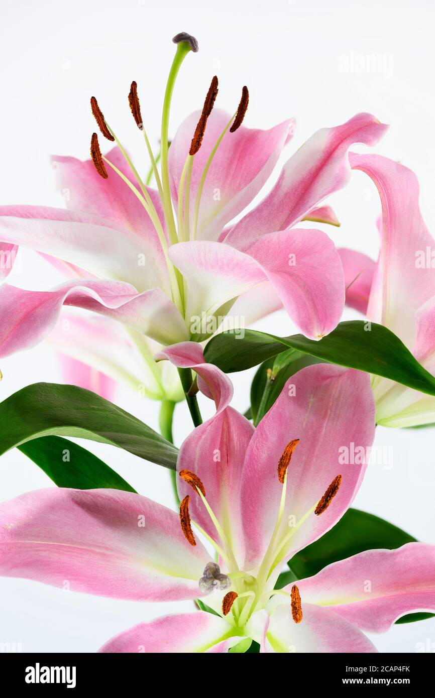 Stargazer lilies photographed against a plain white background Stock Photo