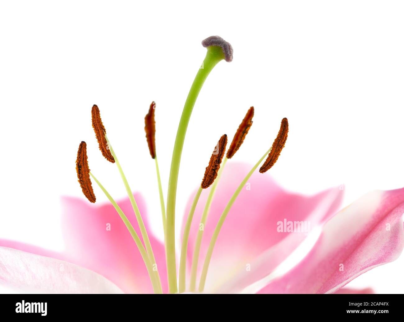 Stargazer lilies photographed against a plain white background Stock Photo