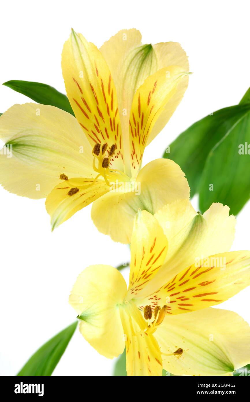 Yellow Alstroemeria flower photographed against a plain white ...