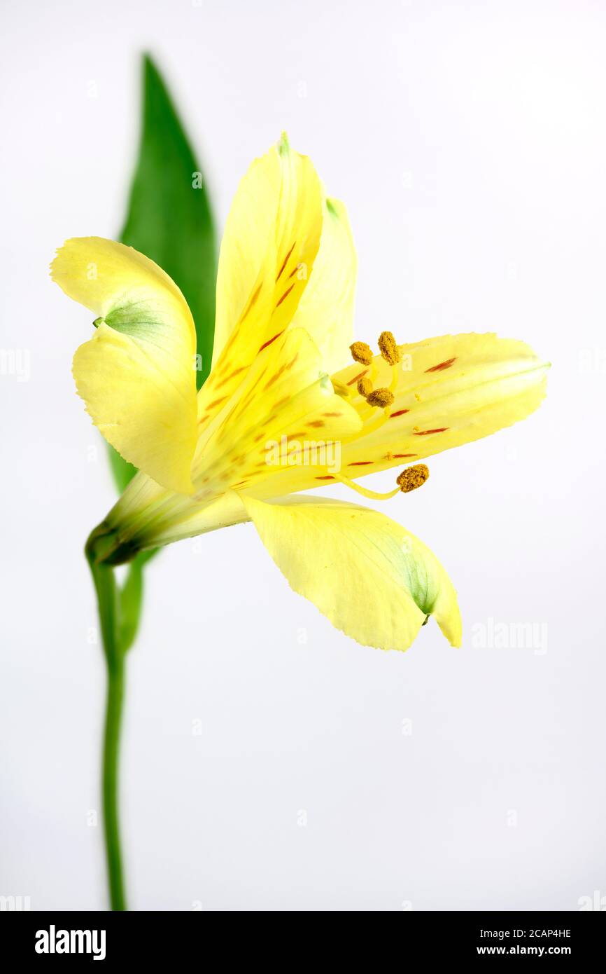 Yellow Alstroemeria flower photographed against a plain white background Stock Photo