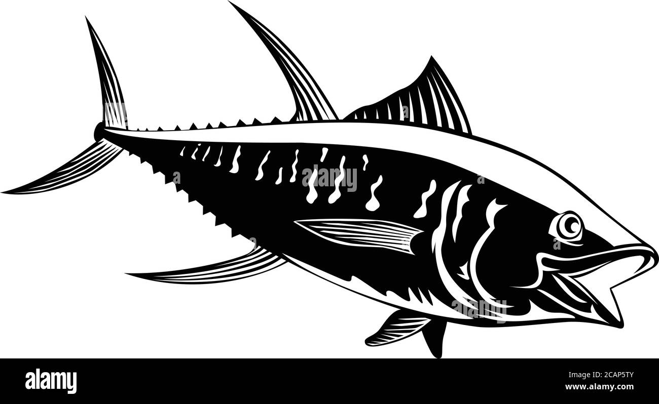 Retro style illustration of a yellowfin tuna thunnus albacares or ahi, a species of tuna found in pelagic waters of tropical and subtropical oceans on Stock Vector
