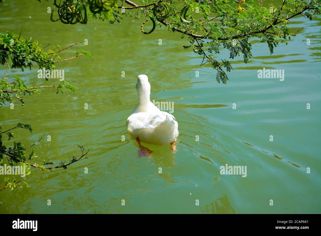 Back view of a duck hi-res stock photography and images - Alamy