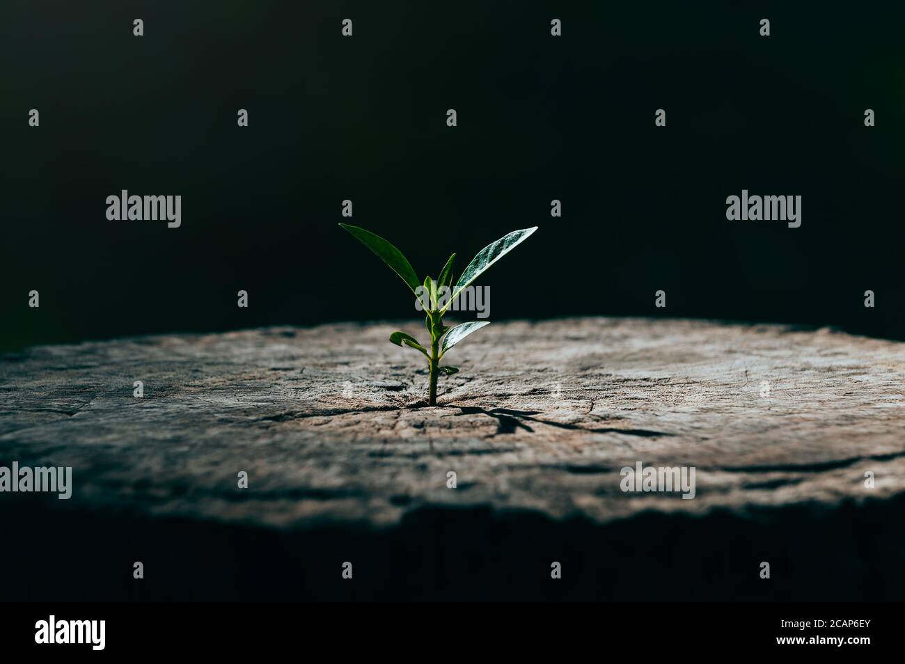 New life growth future concept ,a strong seedling growing in the old center dead tree ,Concept of support building a future focus on new life with Stock Photo