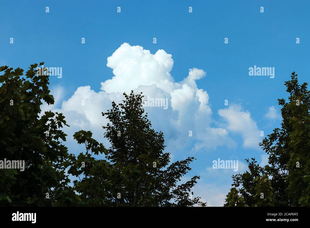 Spring trees in silhouette against cloud and blue sky hi-res stock ...
