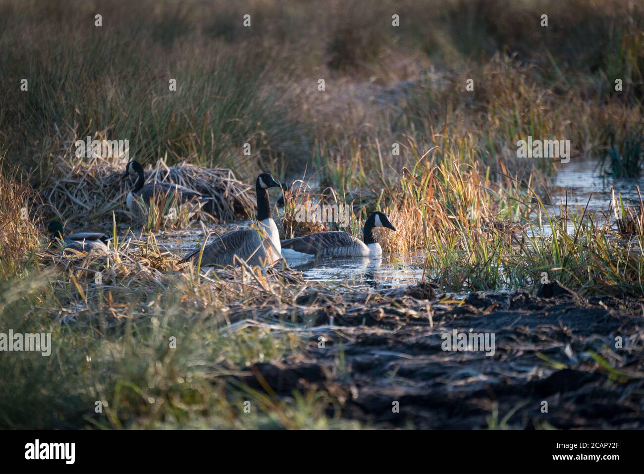 Canada geese in the nearly-forzen calico ditches at Cornmill Meadow, Waltham Abbey, Essex, UK Stock Photo