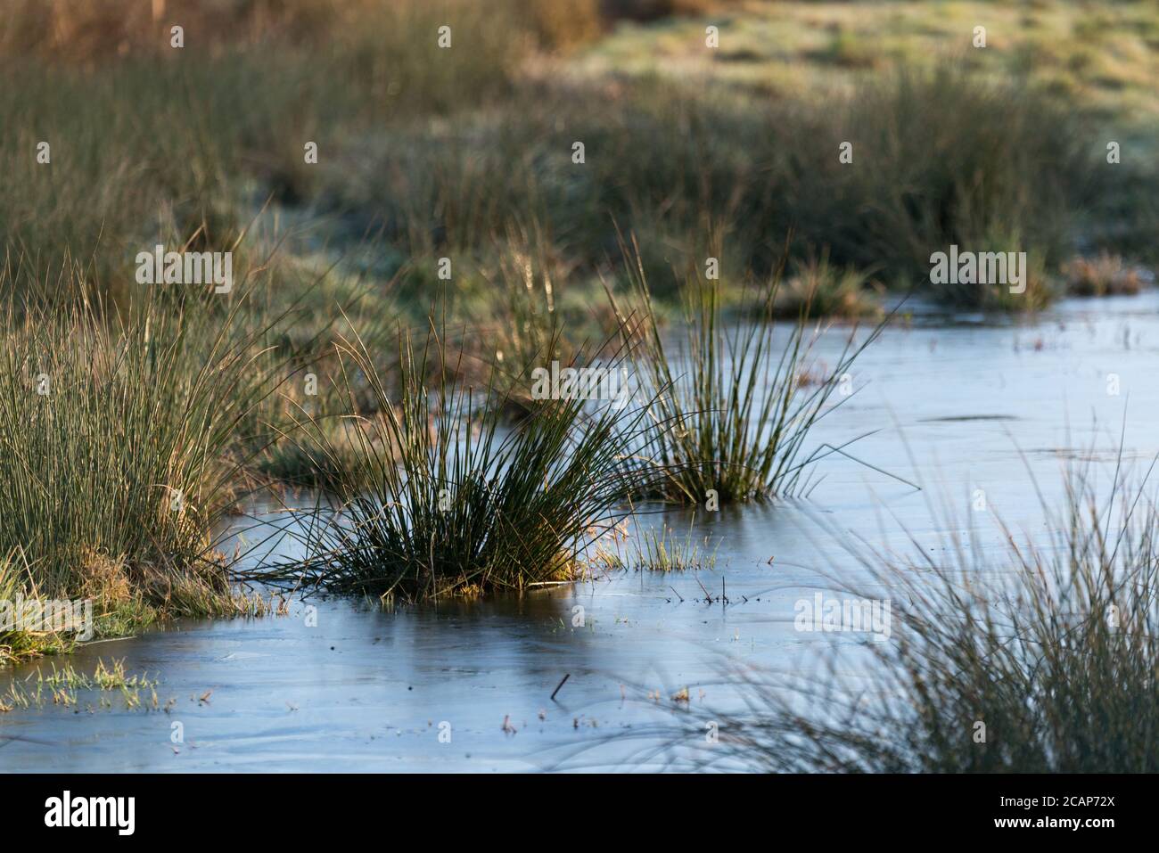 Frozen calico ditches at Cornmill Meadow, Waltham Abbey, Essex, UK Stock Photo