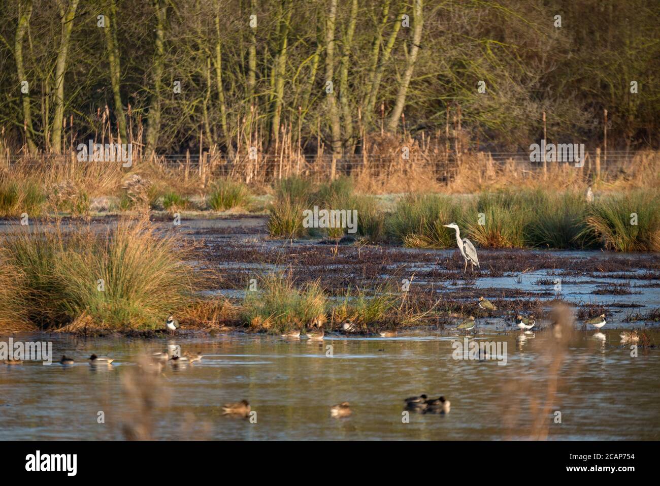 A heron and other birds on the lake in Cornmill Meadow, Waltham Abbey, Essex, UK Stock Photo