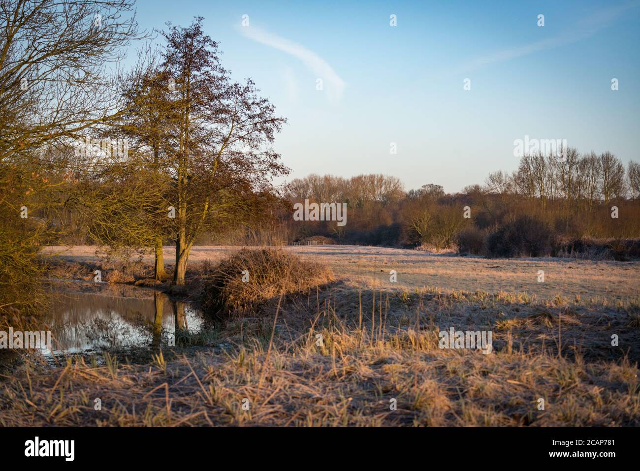Bare trees on a bright wintery day at Cornmill Meadow, Waltham Abbey, Essex, UK Stock Photo