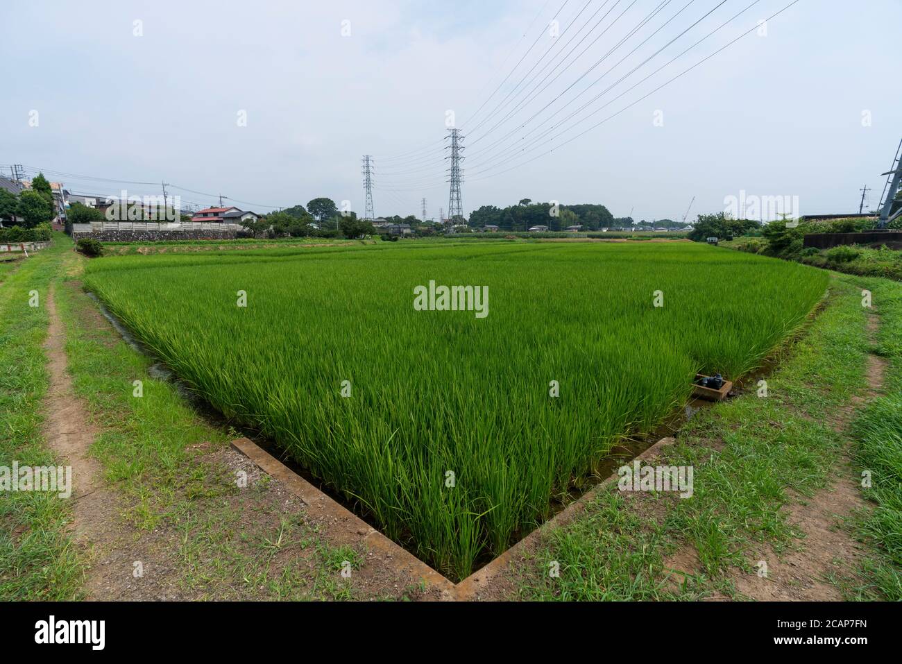 Rice field in August, Isehara City, Kanagawa Prefecture, Japan Stock ...