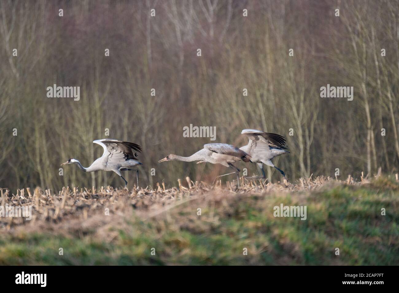 Common cranes taking flight in the Lac du Der-Chantecoq region of Champagne-Aube in France Stock Photo