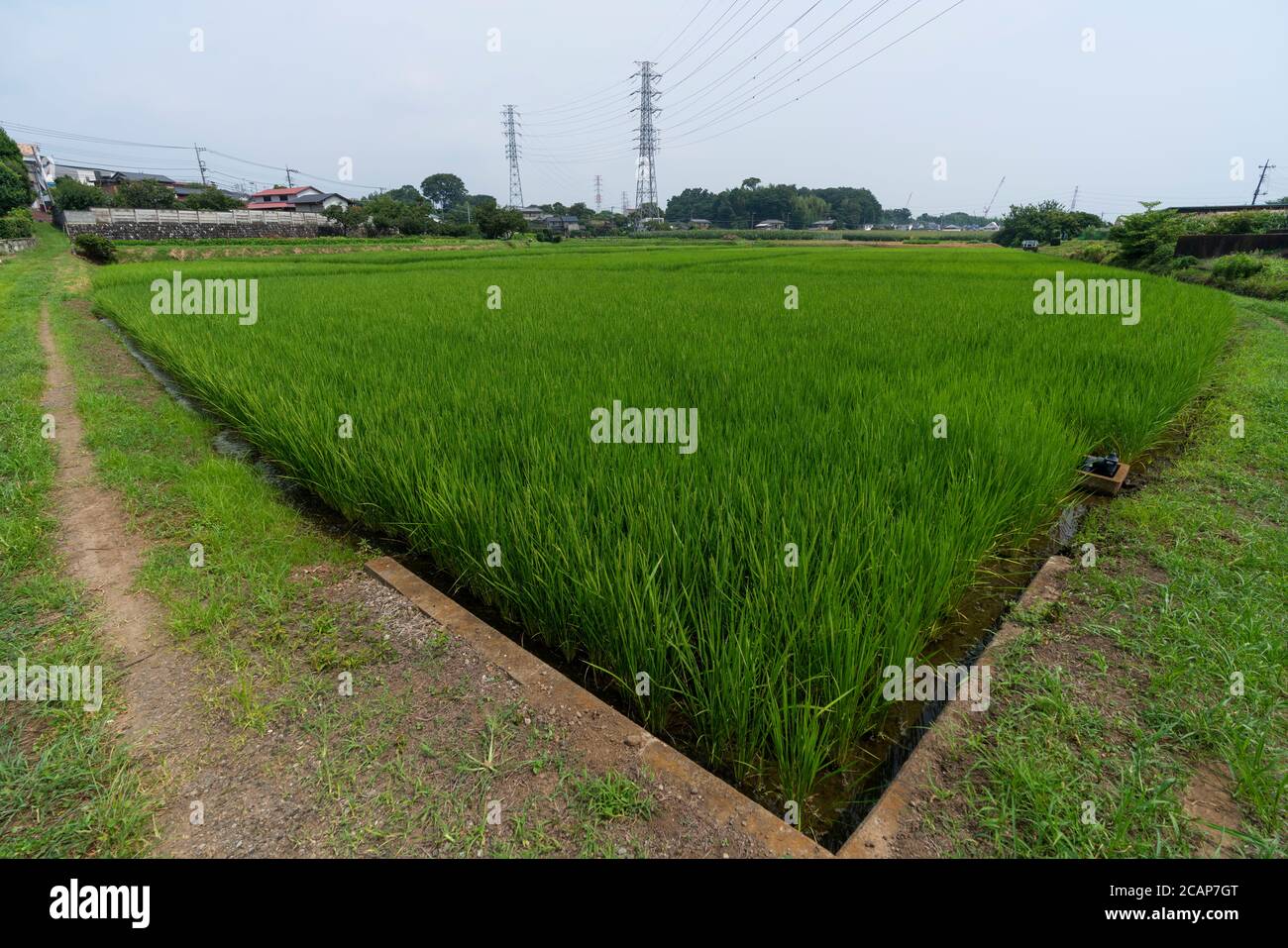Rice field in August, Isehara City, Kanagawa Prefecture, Japan Stock ...