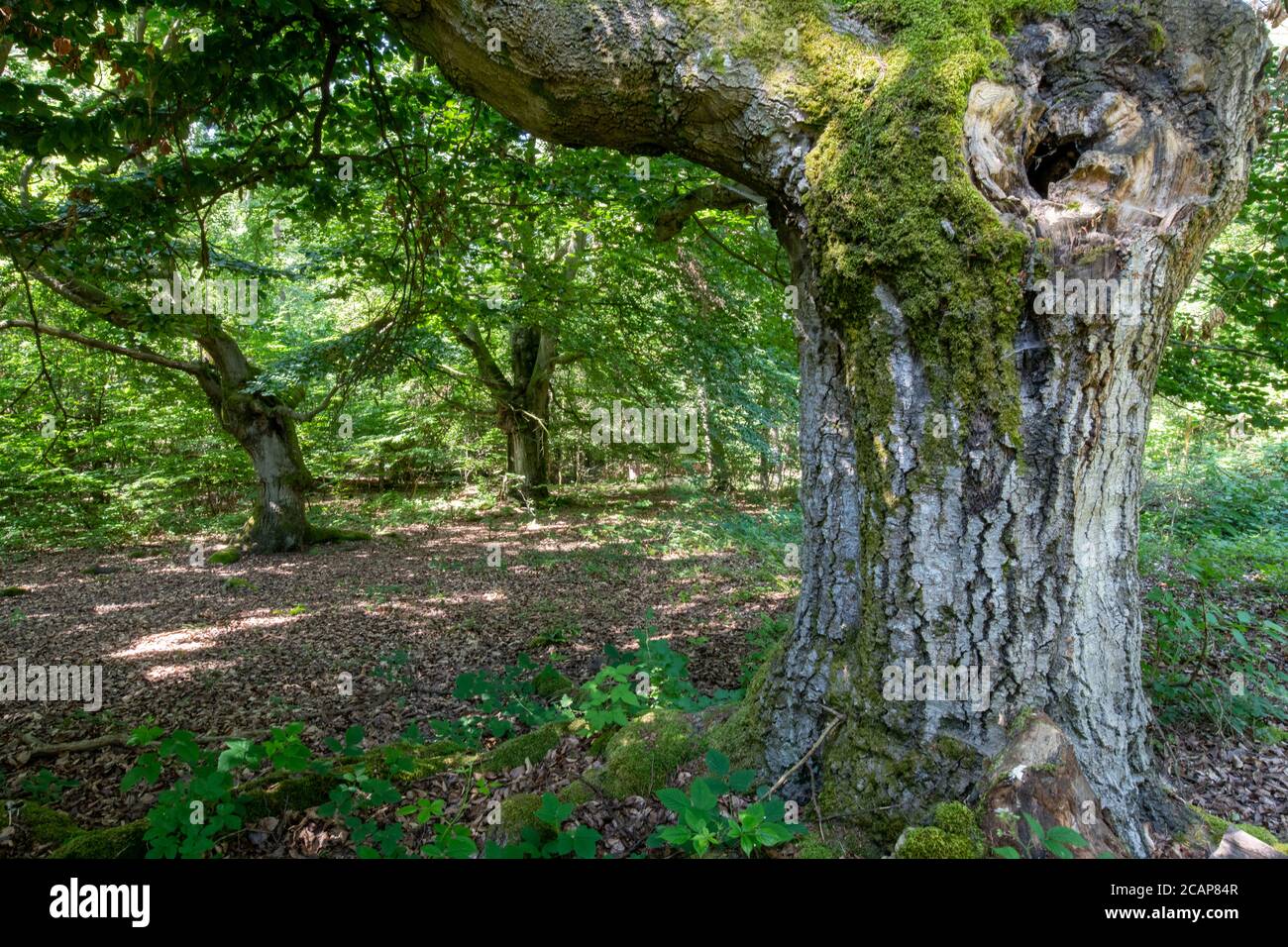 Germany. The protected Halloh beech tree forest near Kierspe was used as a wood pasture for centuries Stock Photo
