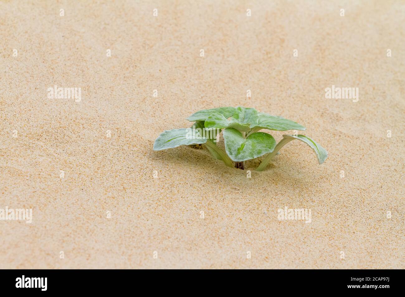 Single Sea Spinach shrub on the beach thriving in beach sand Stock Photo
