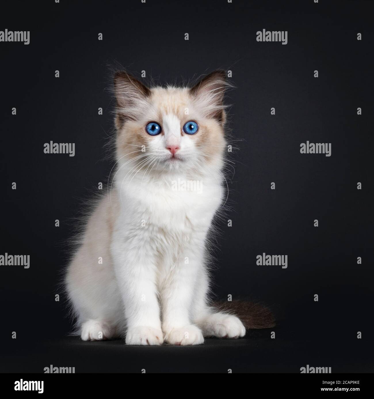 Impressive seal bicolor Ragdoll cat kitten, sitting facing front