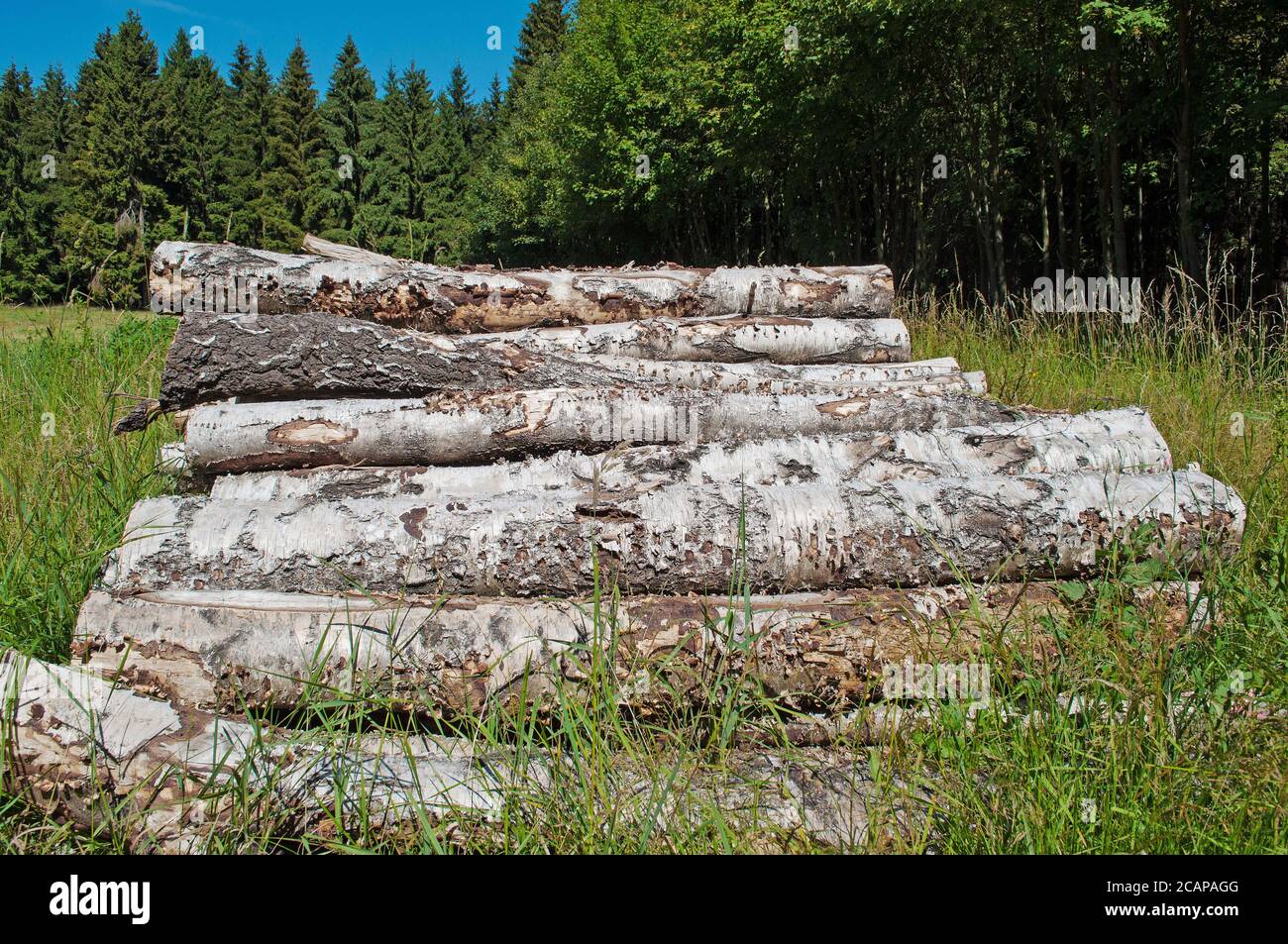Stacked birch trunks on the edge of the forest Stock Photo