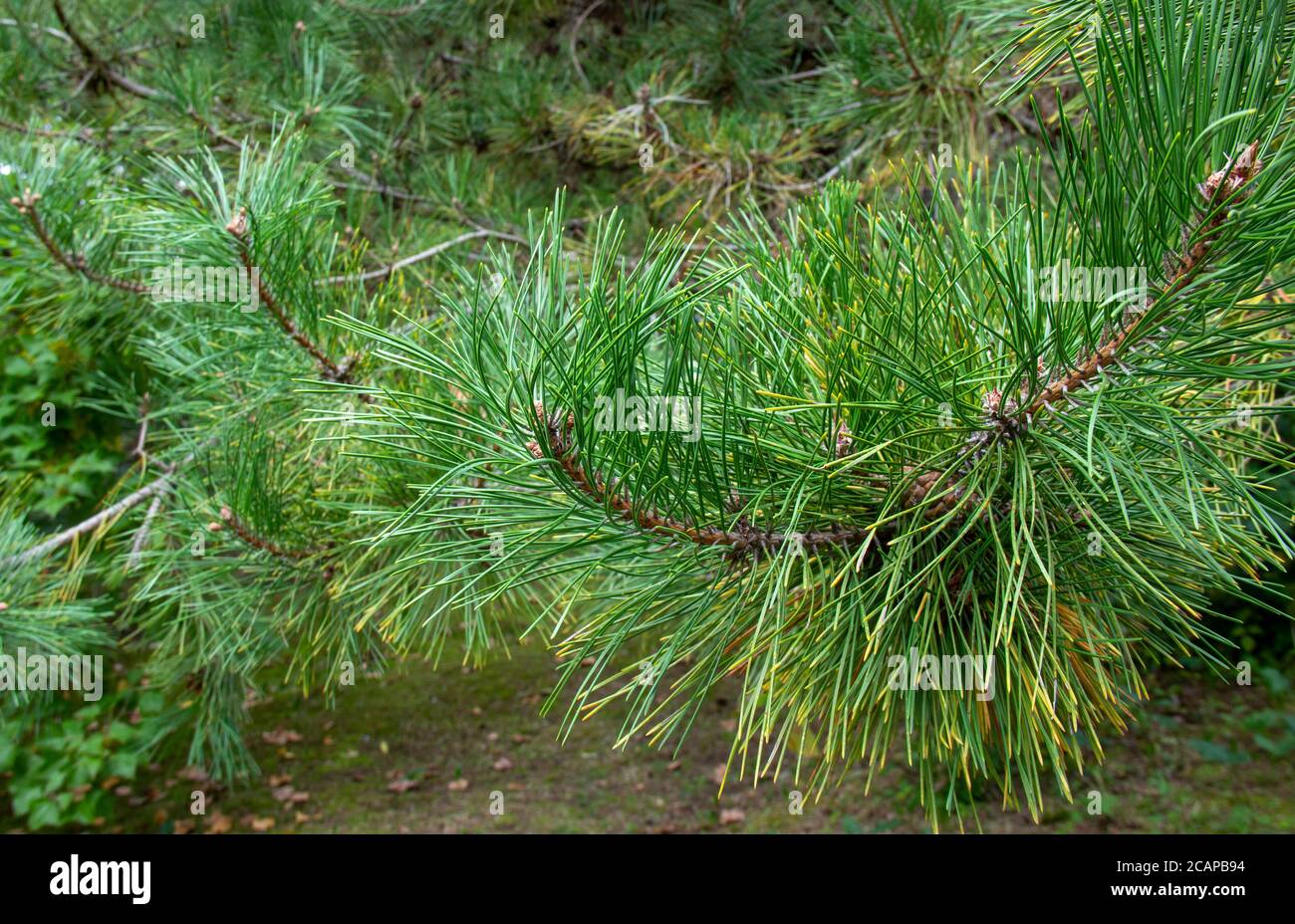 Eastern White Pine High Resolution Stock Photography And Images Alamy 9FD