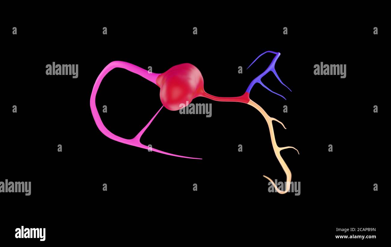 CTA Coronary artery 3D rendering image or coronary tree 3d ...