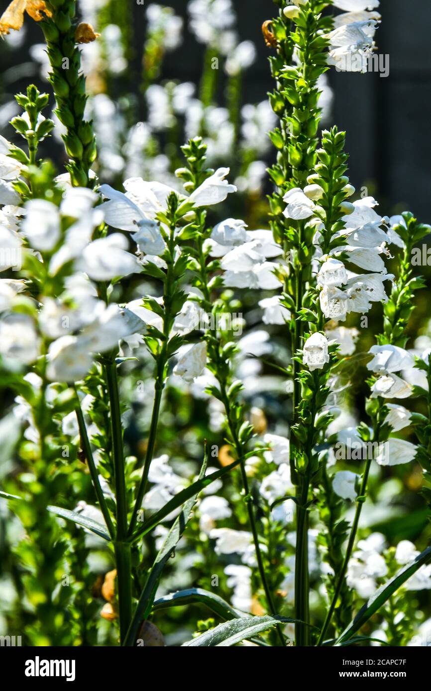 White Physostegia virginiana, Crown of Snow, bushes of wild white flowers, Crystal Peak White, Vertical photo Stock Photo