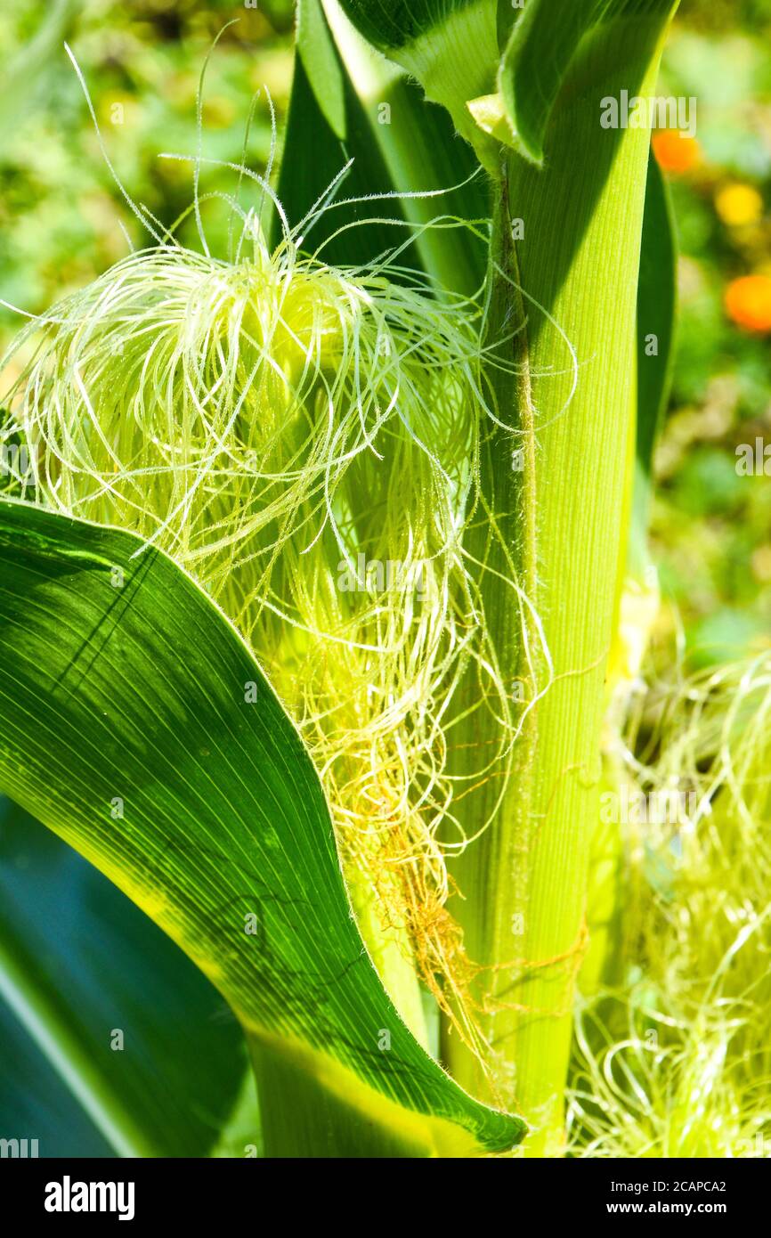 Detail of corn silk. Young maize field, Corn field in early morning