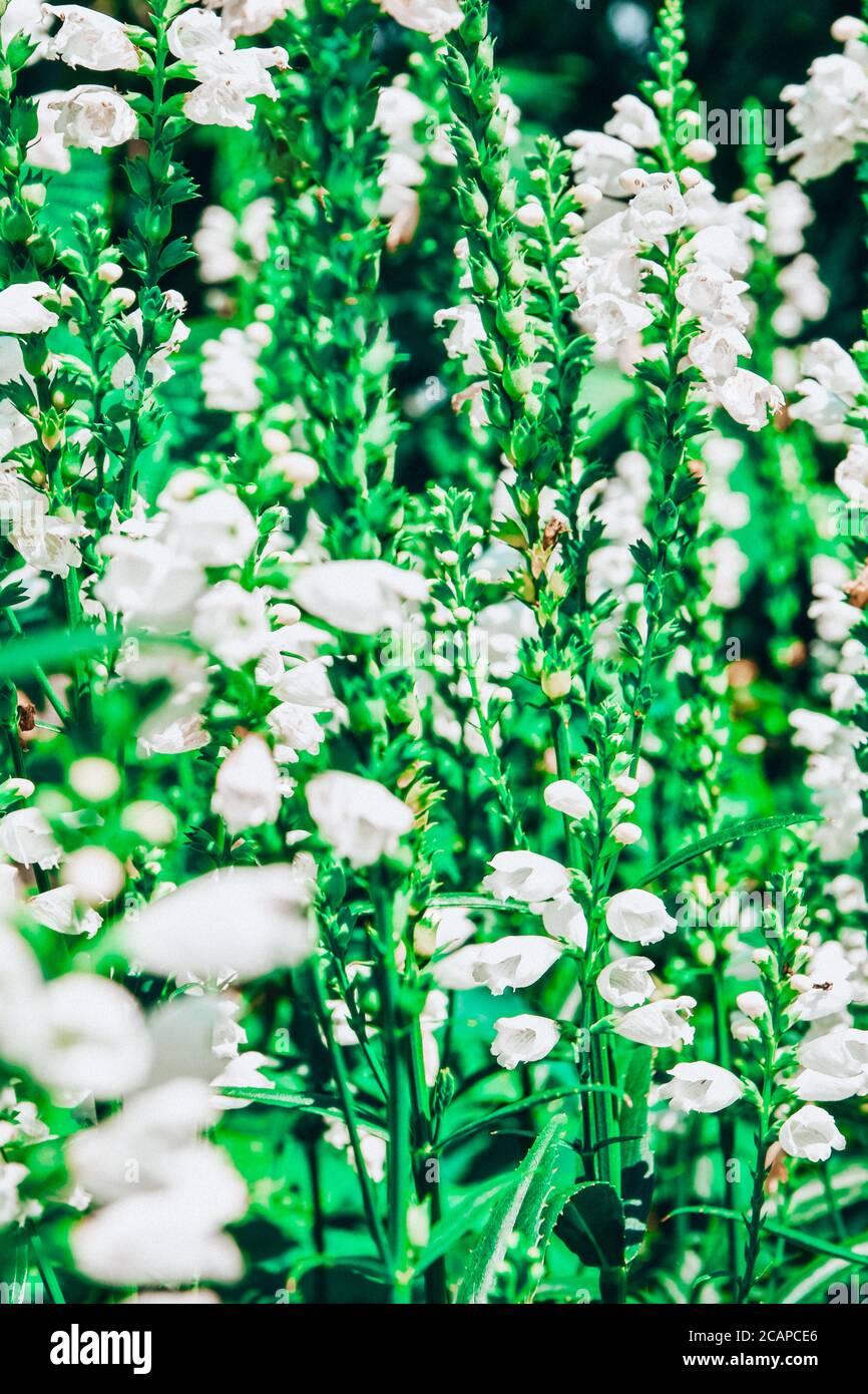 White Physostegia virginiana, Crown of Snow, bushes of wild white flowers, Crystal Peak White, Vertical photo Stock Photo