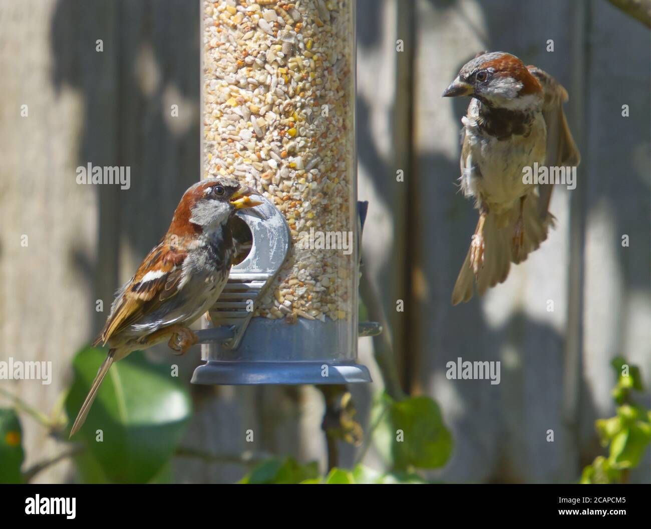 Sparrows sparring over food Stock Photo
