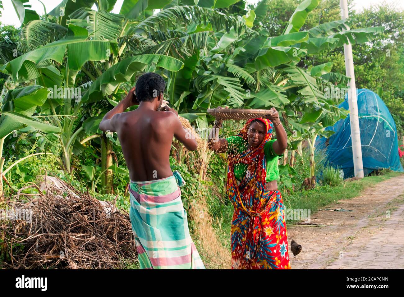 traditional farmer harvesting rice. The farmer standing and sifting rice during the harvesting process Stock Photo